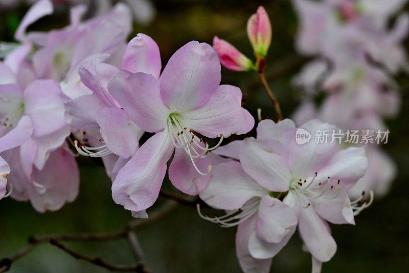 杜鹃花/皇家杜鹃花